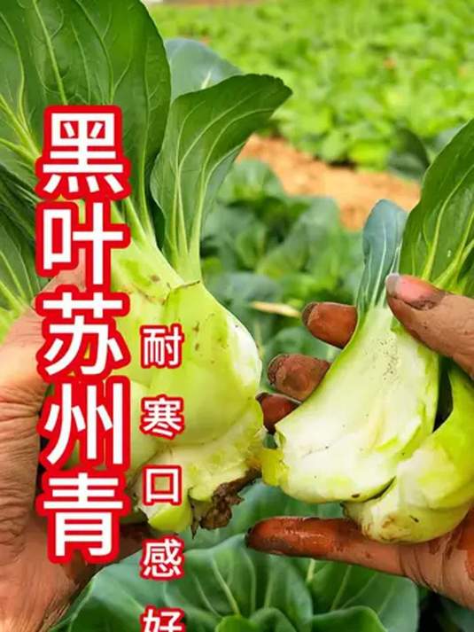 黑叶苏州青咋种?炒菜做汤超美味!快来学