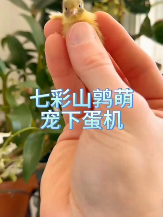 超级迷你鸡 比手指还小的萌宠下蛋机器
