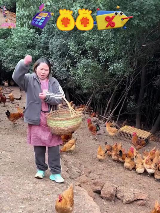 吃鸡蛋就要吃正宗散养的土鸡蛋