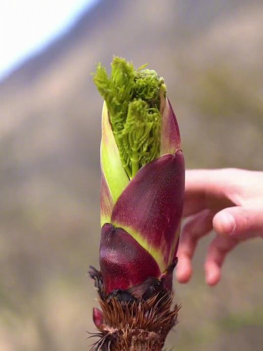 这些蔬菜你都认识吗?