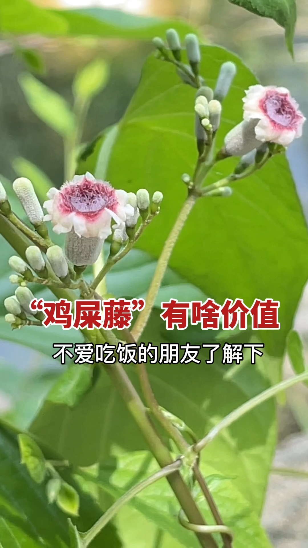 常见植物鸡矢藤:藤叶“臭”名昭著,懂它的人煮水用,老人称它“疳积藤”!到底啥价值