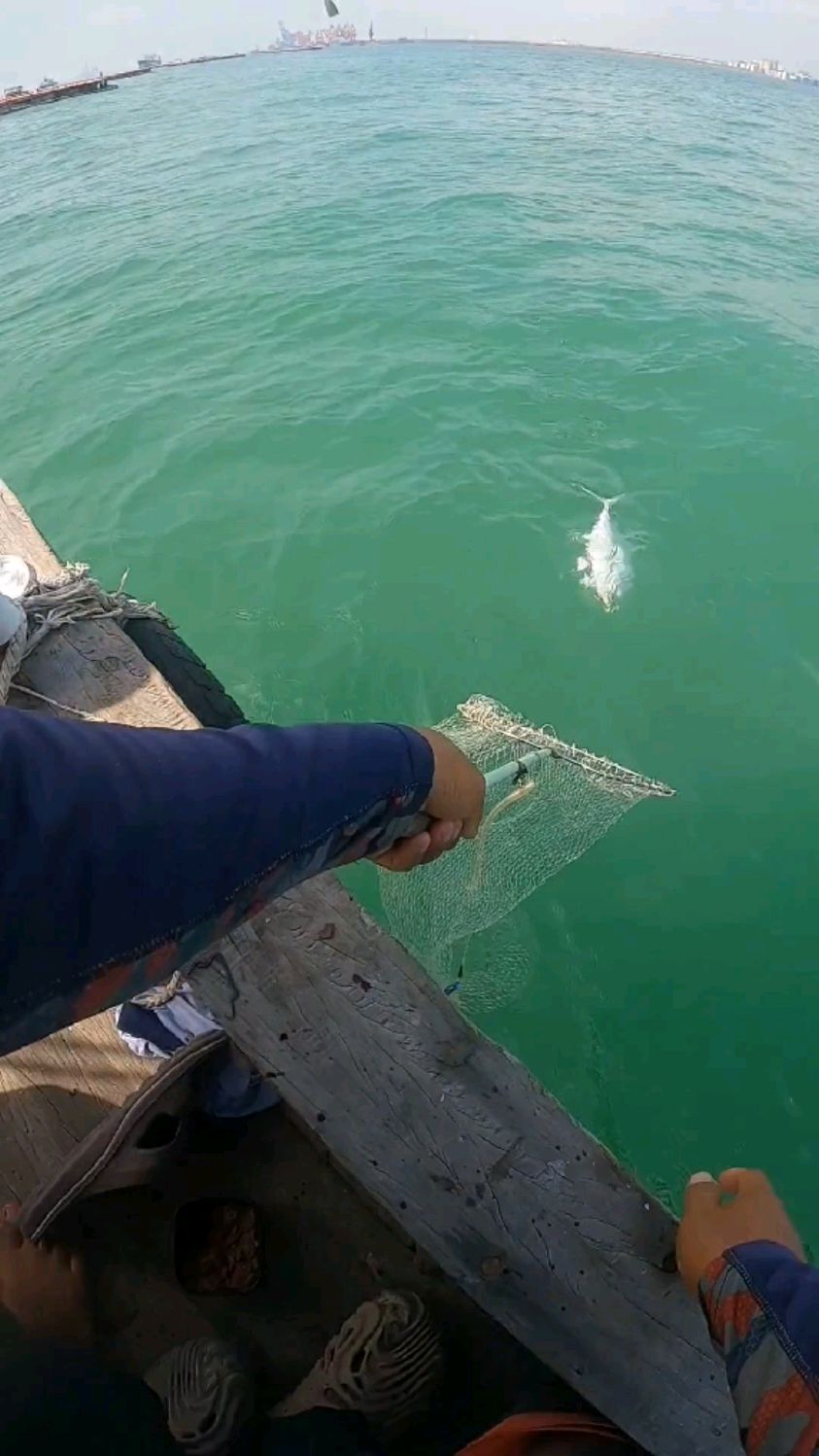 必须抄,大鱼跳出海面,太嚣张了