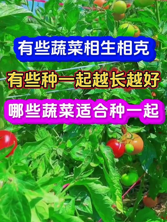 有些蔬菜相生相克哪些蔬菜适合种植一起