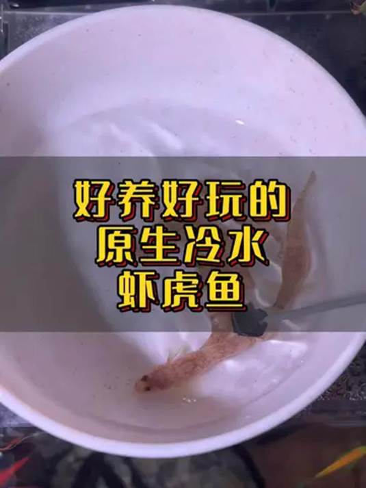 虾虎鱼便宜好养,溪流缸标配,不打氧不加温