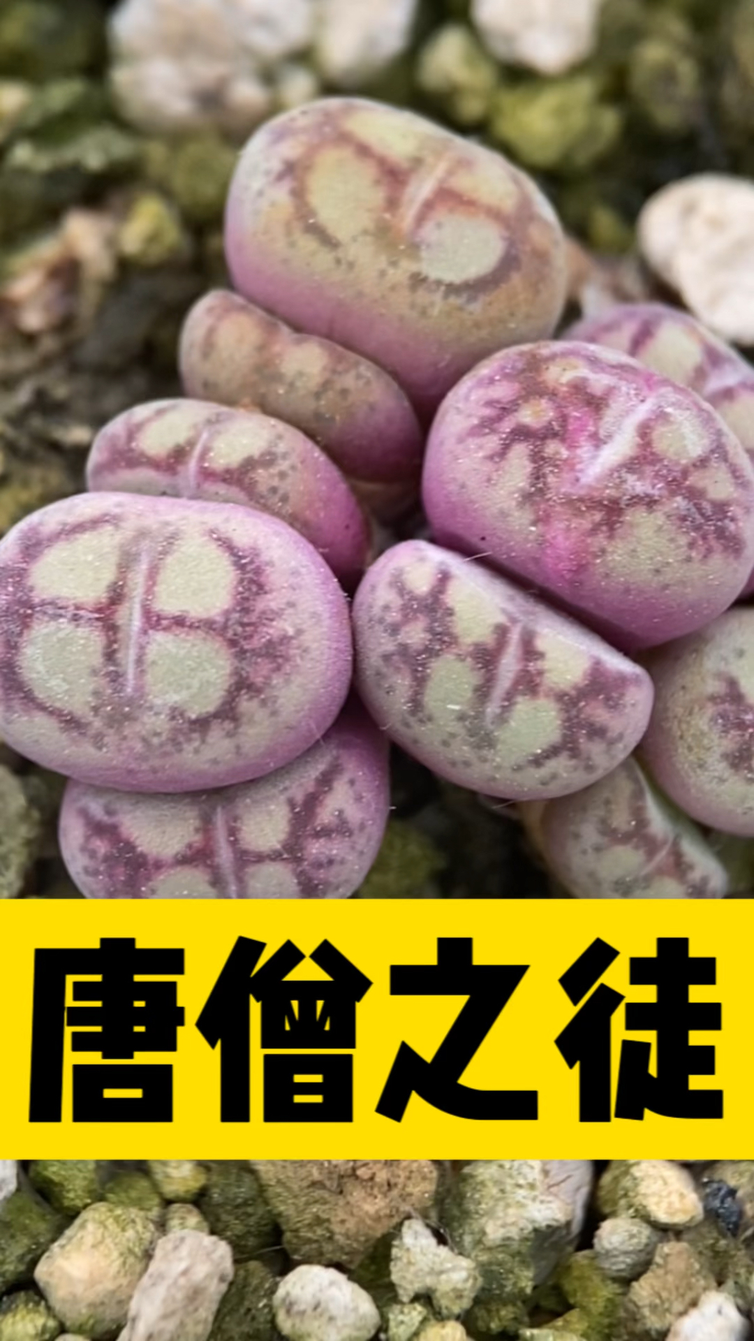 齐天大圣孙悟空#肉锥猴脸 #肉锥 #多肉植物