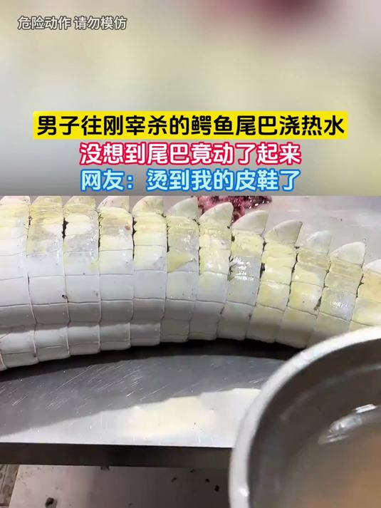 男子往刚宰杀的鳄鱼尾巴浇热水,没想到尾巴竟动了起来,网友:烫到我的皮鞋了