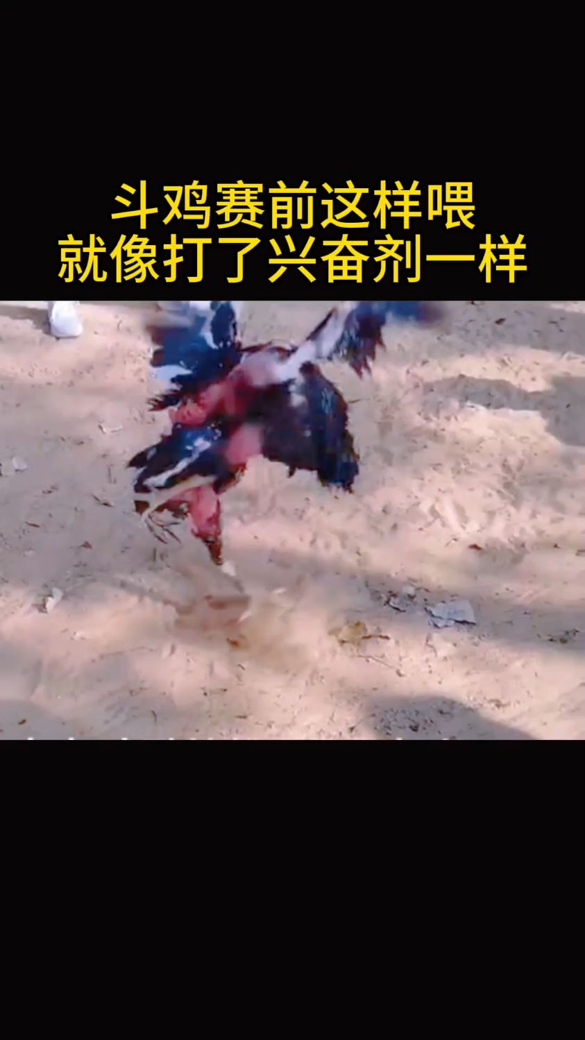 斗鸡赛前这样喂,斗性强