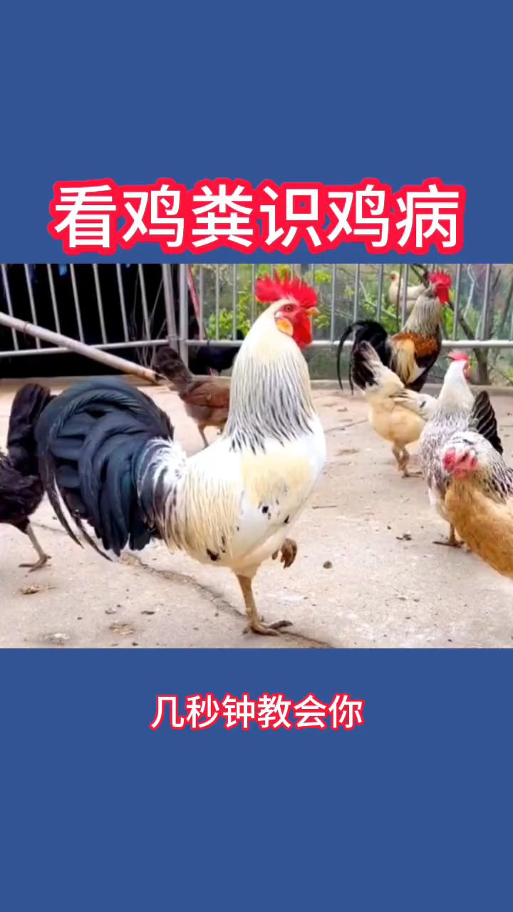 看鸡粪识鸡病