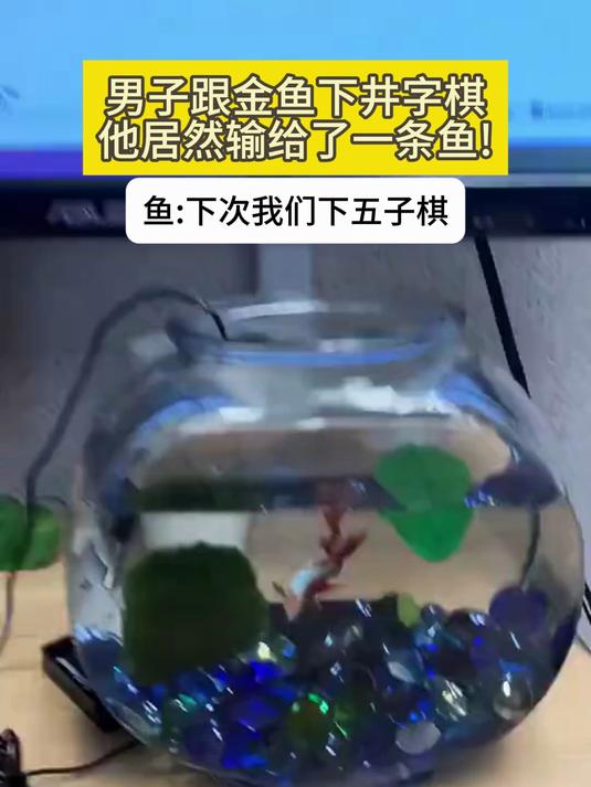 男子跟金鱼下井字棋他居然输给了一条鱼!鱼:下次我们下五子棋