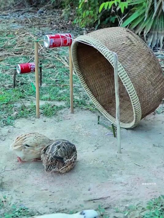 国外狩猎野鸡(642)