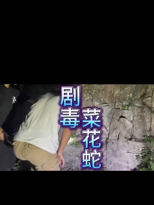 菜花蛇 并非就是无毒蛇