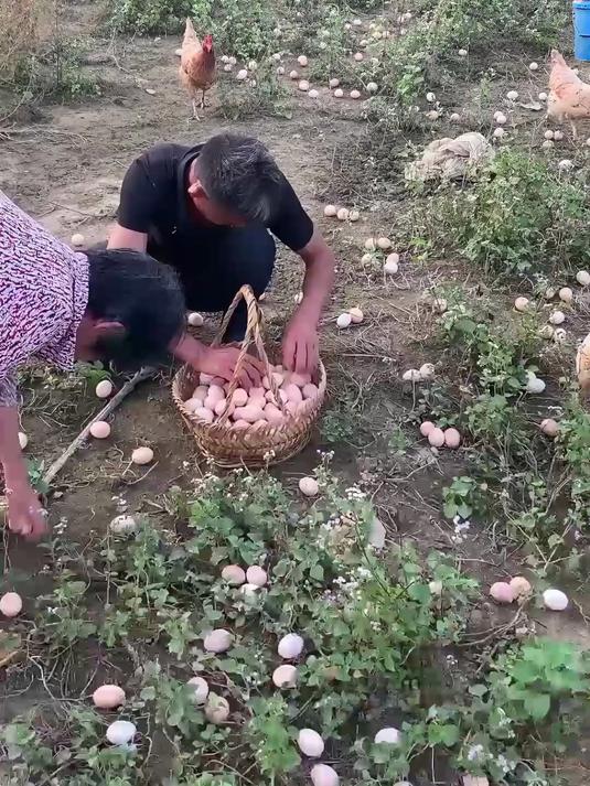 山林散养土鸡蛋,蛋黄饱满,蛋清晶莹剔透,现捡现发,真的很好吃