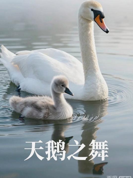 天鹅带幼崽游水