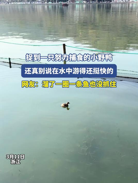 捉到一只努力捕食的小野鸭,还真别说在水中游得还挺快的