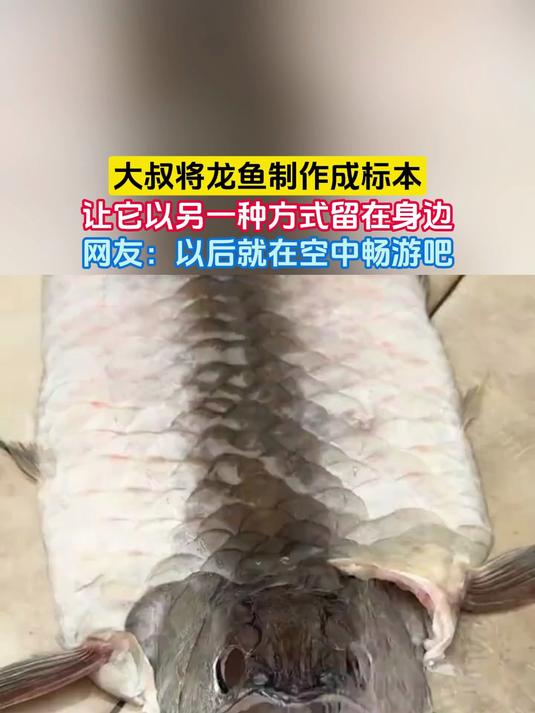 大叔将龙鱼制作成标本,让它以另一种方式留在身边,网友:以后就在空中畅游吧