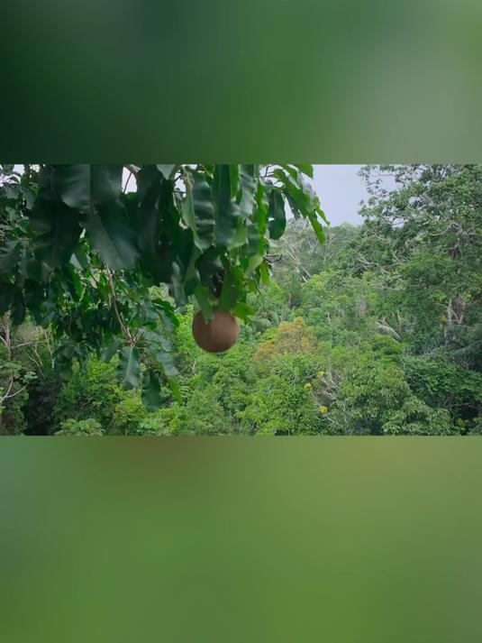 十五年才结一次果的珍宝,营养堪比人参鲍鱼,它还是肝脏的守护神