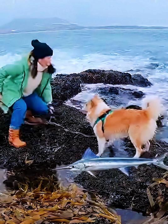芝麻剑鱼岸边斗犬勇护主人