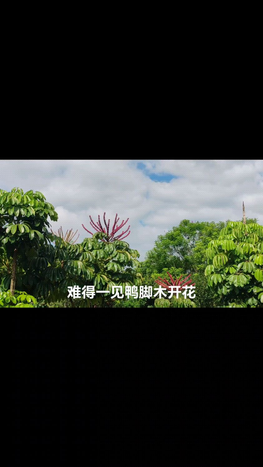 难得一见 澳洲鸭脚木开花了 一串串好似糖葫芦 在阳光照耀下十分显眼