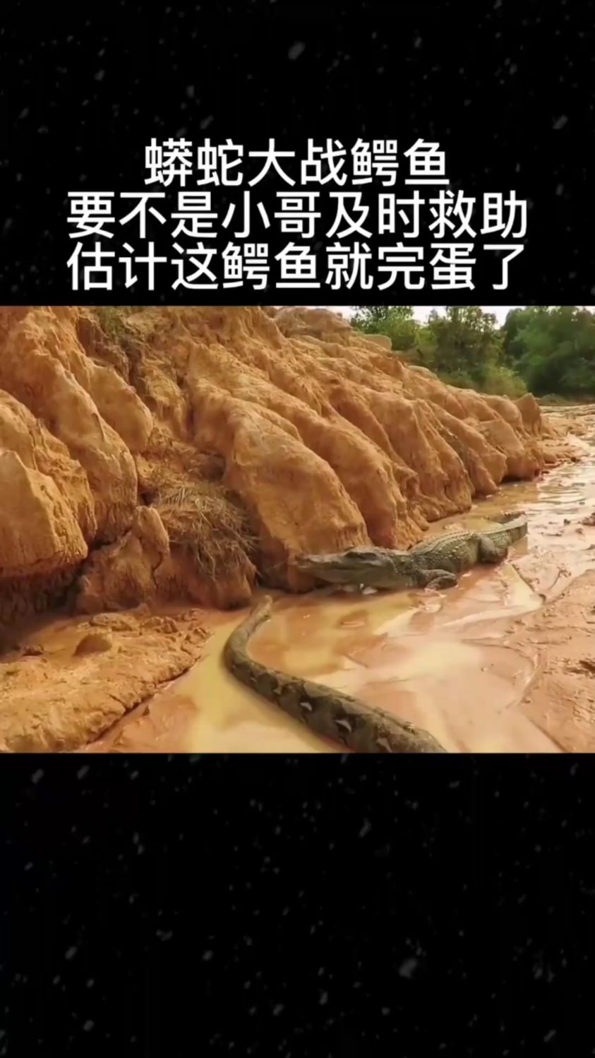蟒蛇大战鳄鱼,要不是小哥及时出手,估计鳄鱼就完蛋了。