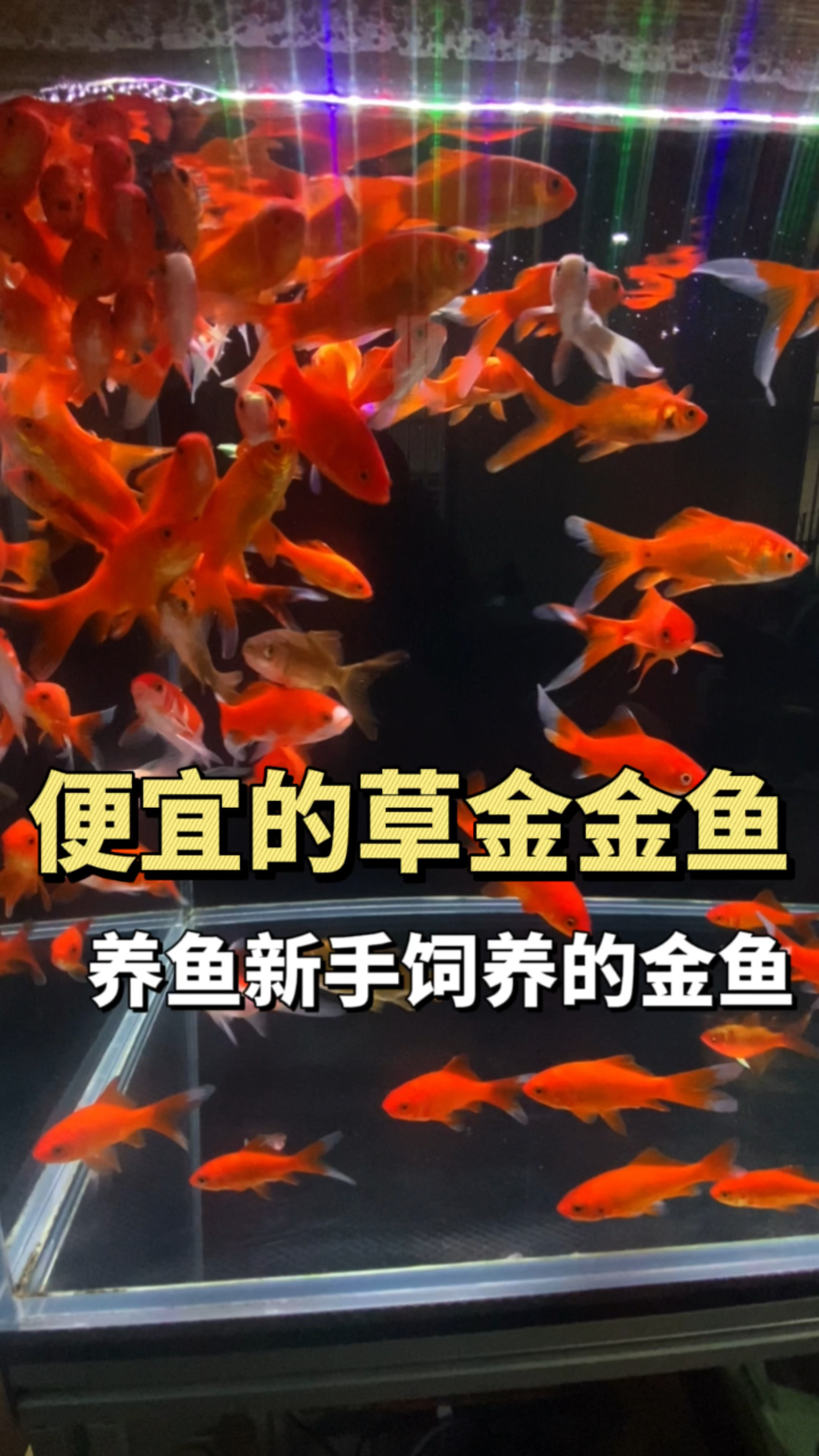 养一群草金金鱼是什么体验?