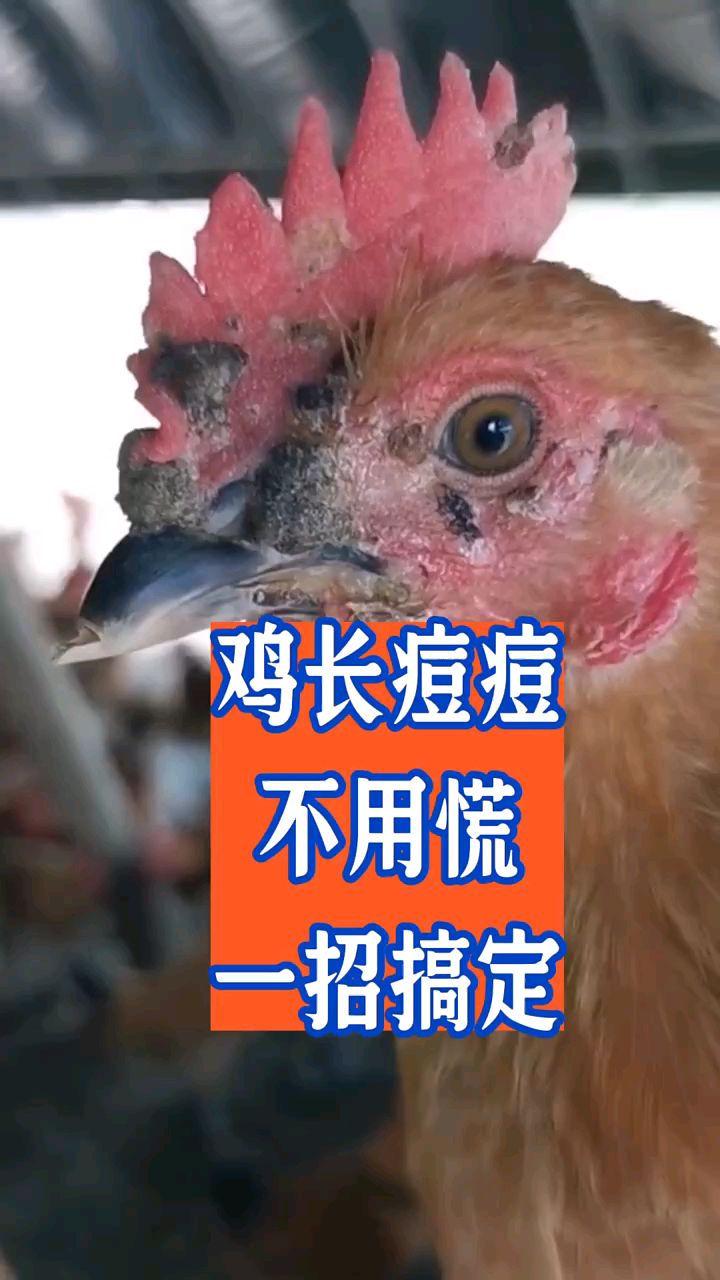 鸡长痘痘不用慌,一招搞定