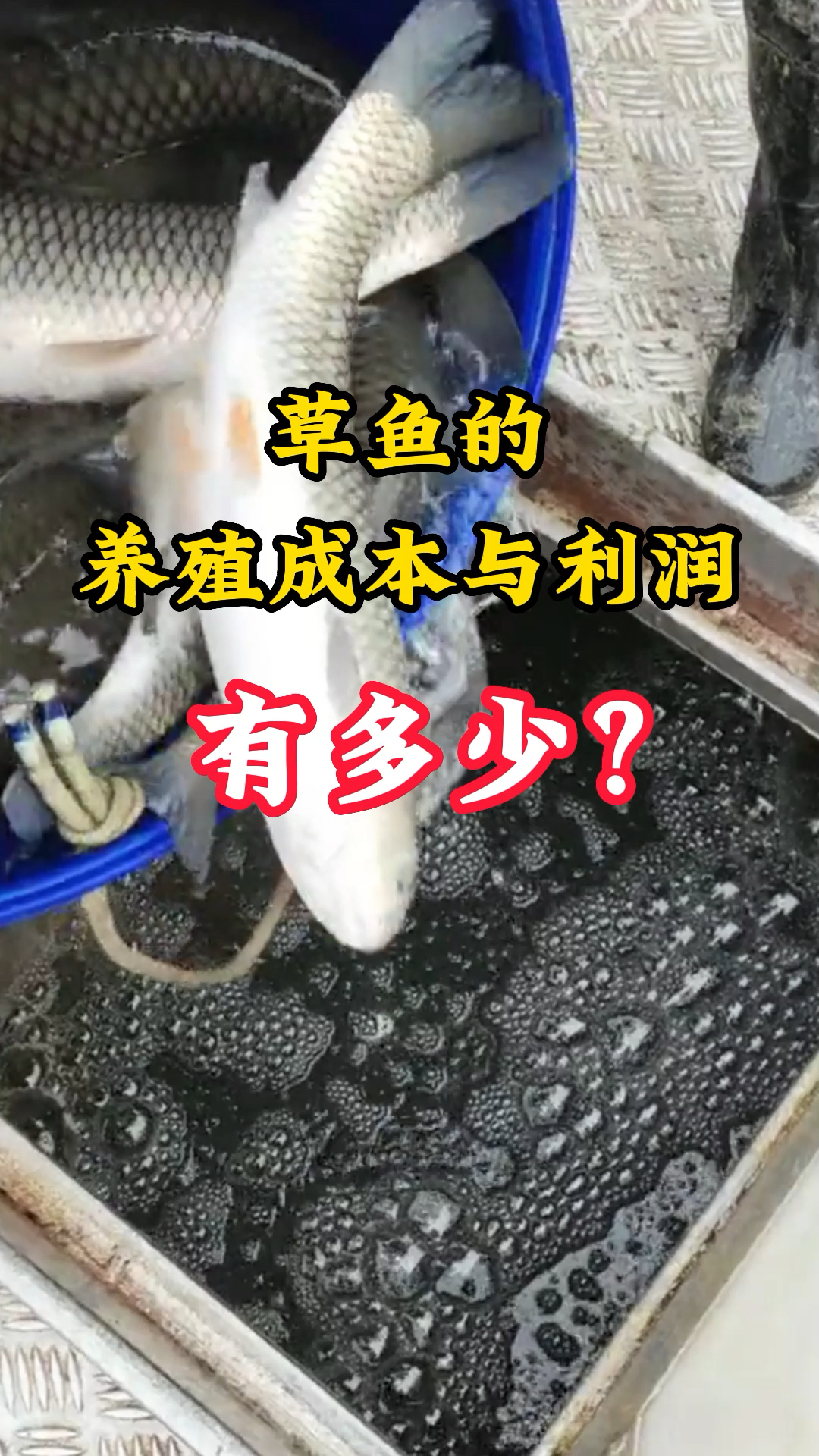 养草鱼一亩能挣多少钱,你知道吗?