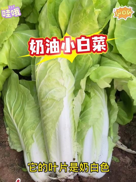 奶油小白菜,吃起来跟牛奶一样,阳台小院均可种植