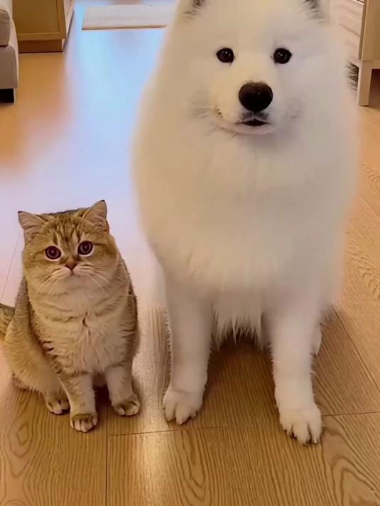 它还知道笑不露齿