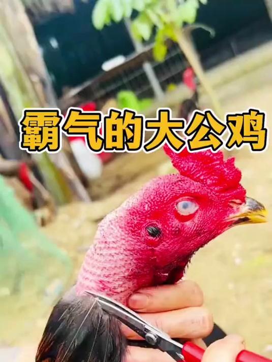 霸气的大公鸡,剪起了羽毛