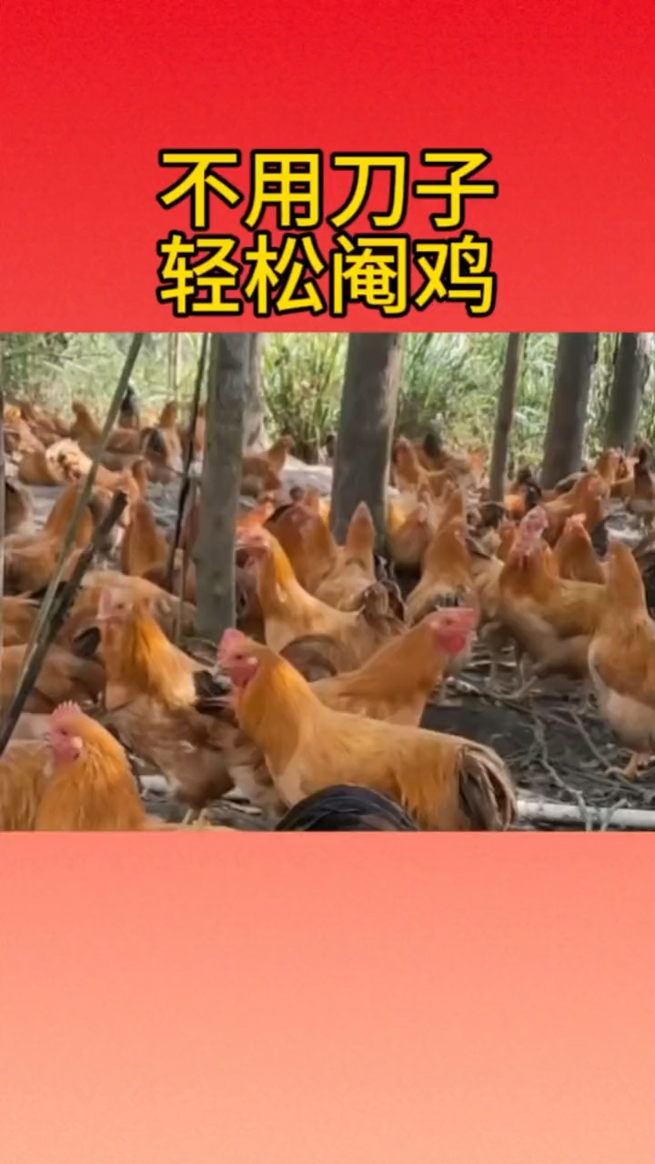 不用刀子,轻松阉鸡