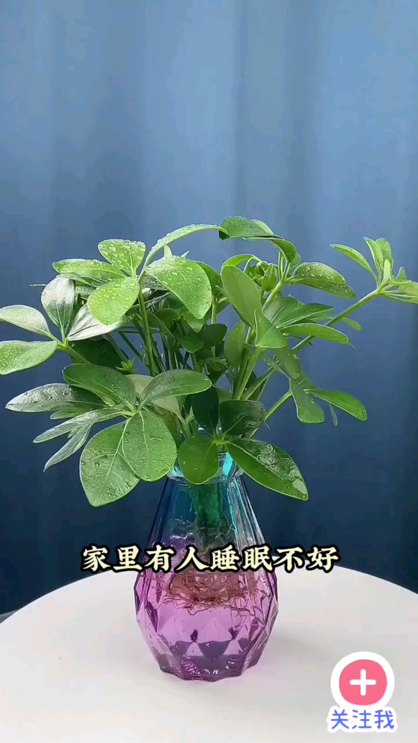 七叶莲又叫鸭脚木,四季常绿,给点水就能养活