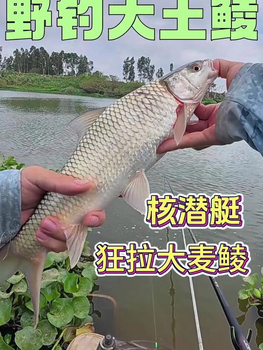 今天去秦村水闸钓大土鲮 大麦鲮狂口了