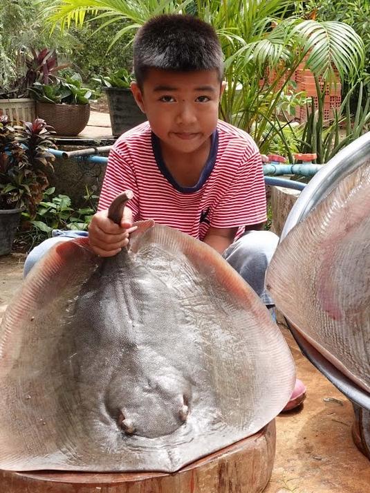印尼人都是如何处理大鳐鱼的，看起来很丝滑啊，很有观赏性