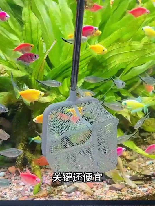 鱼捞捞鱼网鱼缸网捞小鱼小号 3D 渔捞抄网兜密网手抄鱼网鱼捞可伸缩#好物推荐#