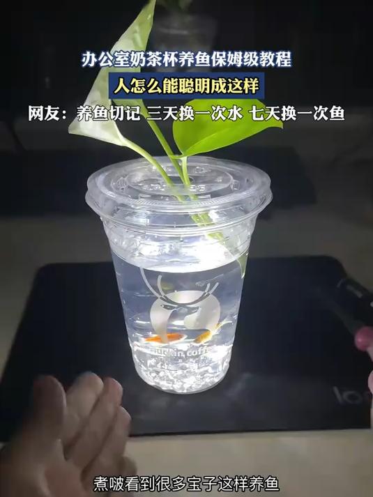 办公室奶茶杯养鱼保姆级教程,人怎么能聪明成这样