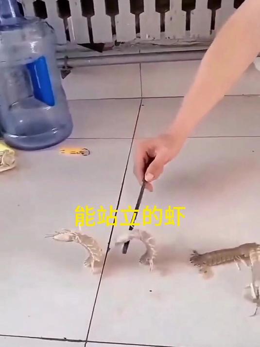 能站立的虾