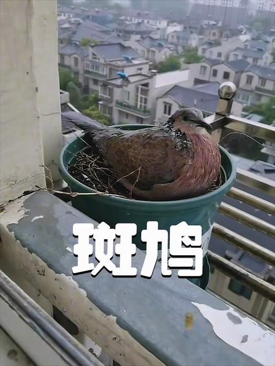 斑鸠来到女孩家避雨,可却躲了个寂寞,暴雨直接将它淋成了落汤鸡