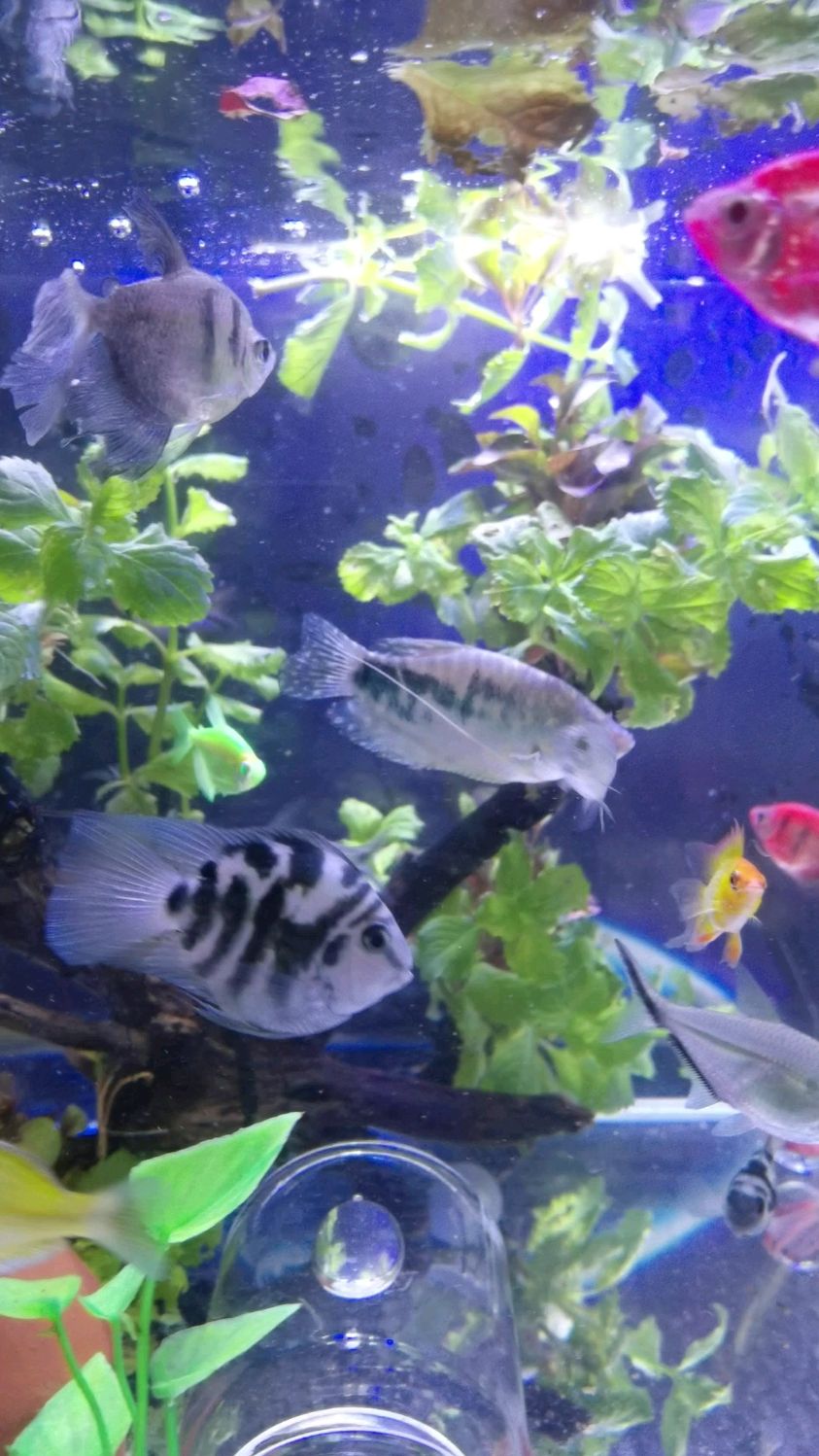 蓝曼龙黄曼龙以及丽丽鱼都是适合在低氧环境下生存的。可以不打氧就可以生存