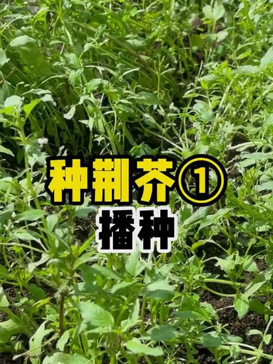 有爱吃荆芥的菜友吗？