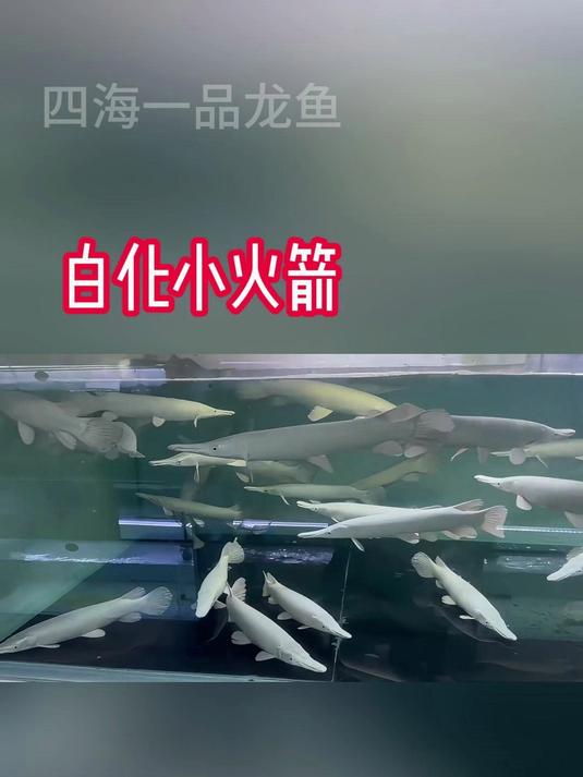 观赏鱼