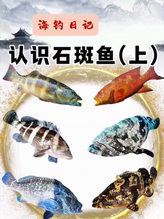 认识海里的石斑鱼（上）