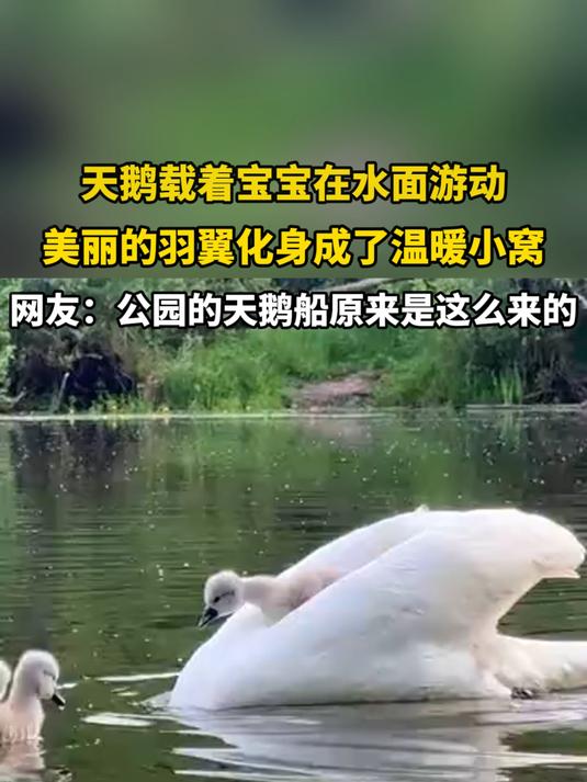 天鹅载着宝宝在水面游动,美丽的羽翼成了宝宝的小窝