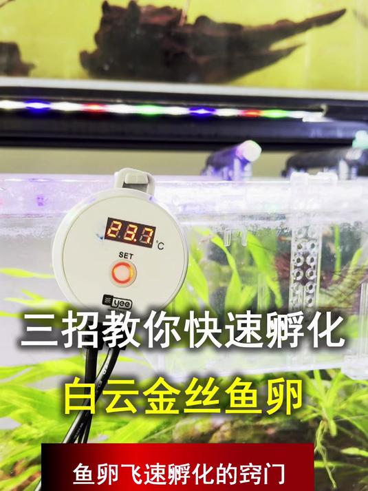 不想干等?3 招教你快速孵化白云金丝鱼卵