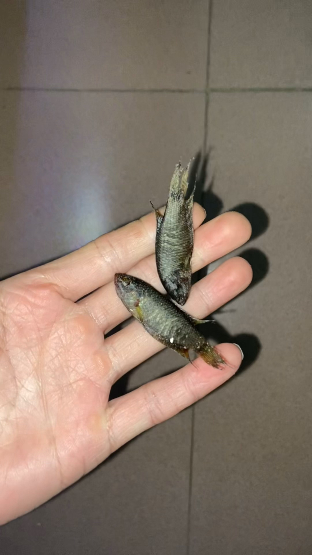 朋友给了两条黑叉,昨晚刚倒入鱼缸,早上就跳地上出来,弹跳力惊人