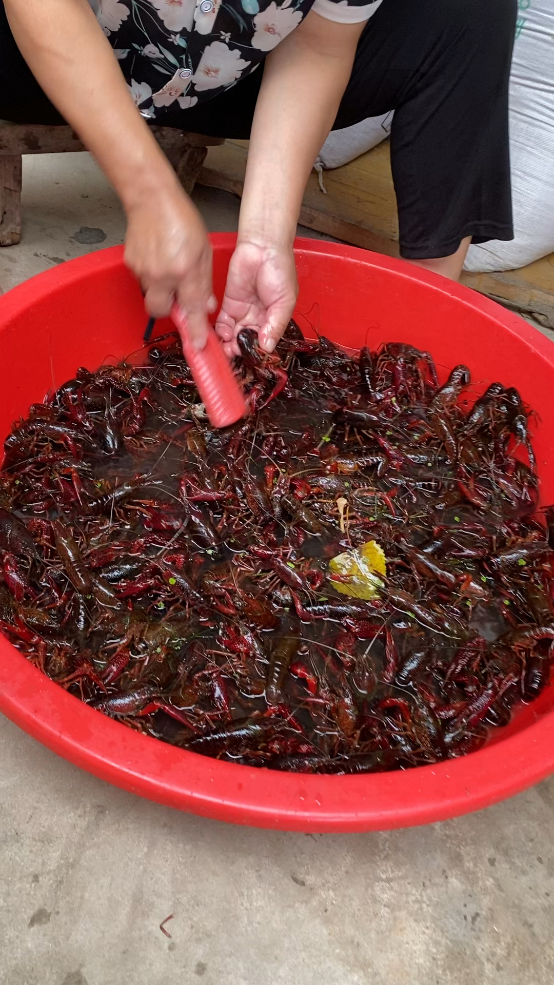 这么多小龙虾在你们那边做熟了一斤多少钱?