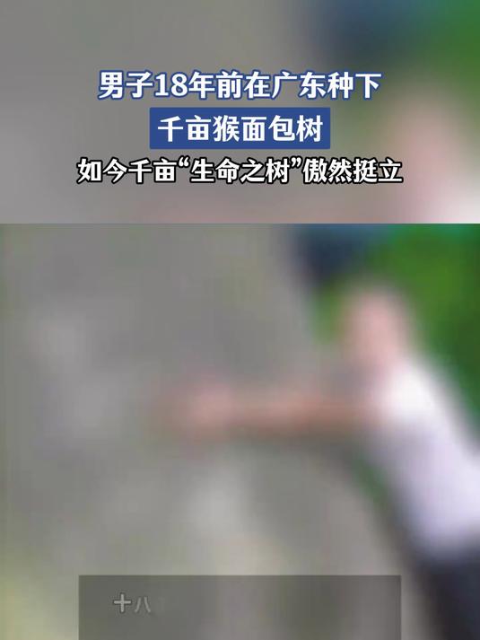 男子18年前在广东种下千亩猴面包树 如今“生命之树”傲然挺立