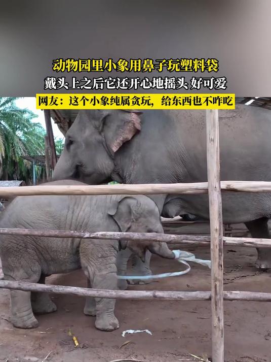 动物园里小象用鼻子玩塑料袋，戴头上之后它还开心地摇头好可爱，网友:这个小象纯属贪玩，给东西