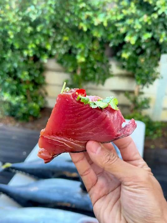 生腌蓝鳍金枪鱼自由的保姆级教程