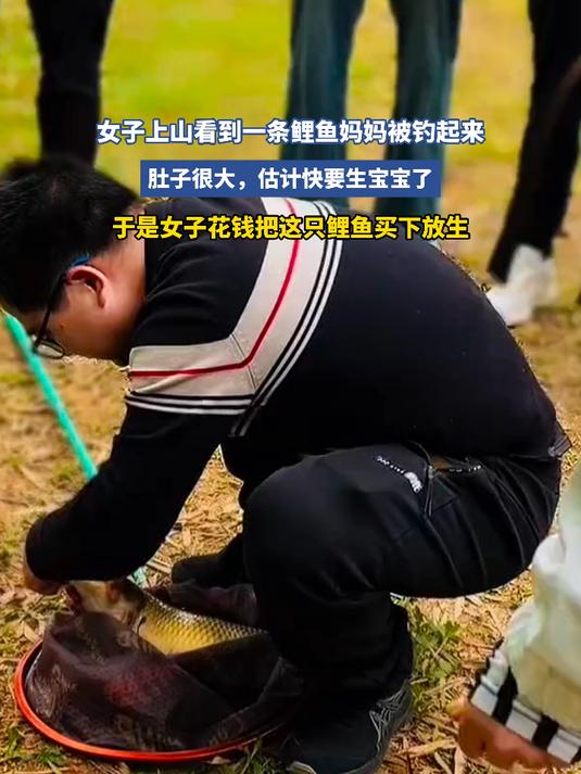 女子上山看到一条鲤鱼妈妈被钓起来