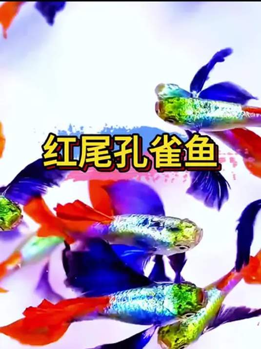 象耳孔雀鱼:观赏鱼界的颜值担当,你见过吗?